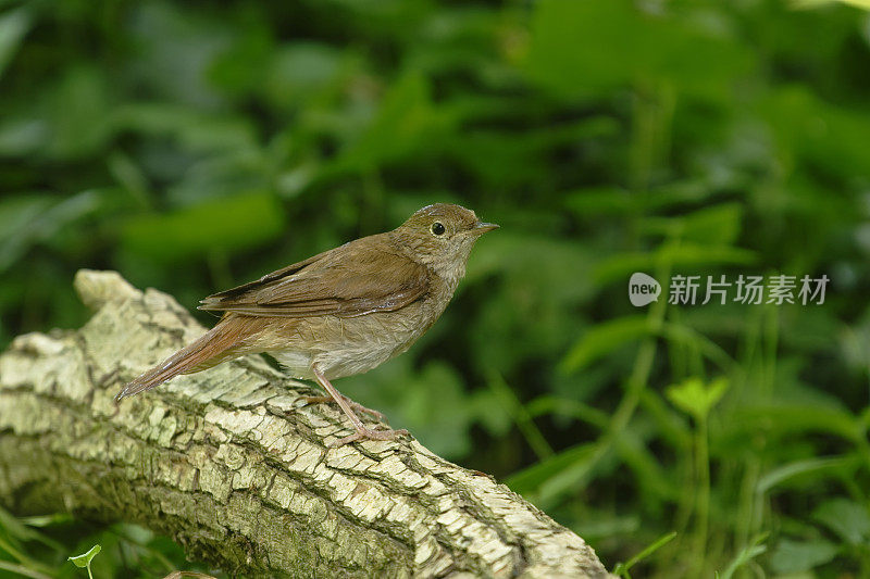 夜莺(Luscinia megarhynchos)